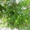 Thumbnail #1 of Macadamia integrifolia by Monocromatico