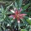 Thumbnail #3 of Macadamia integrifolia by palmbob