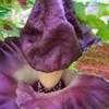Thumbnail #1 of Amorphophallus paeoniifolius by onalee