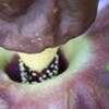 Thumbnail #3 of Amorphophallus paeoniifolius by onalee