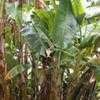 Thumbnail #1 of Musa acuminata by palmbob
