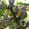Thumbnail #2 of Musa acuminata by palmbob