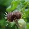 Thumbnail #2 of Aristolochia fimbriata by Floridian