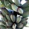Thumbnail #4 of Musa acuminata by palmbob