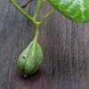 Thumbnail #4 of Aristolochia fimbriata by Floridian