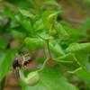 Thumbnail #3 of Aristolochia fimbriata by Floridian