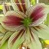 Thumbnail #1 of Hippeastrum papilio by cajun_gal