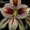 Thumbnail #3 of Hippeastrum papilio by palmbob