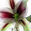 Thumbnail #5 of Hippeastrum papilio by kbaumle