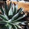 Thumbnail #2 of Agave  by palmbob