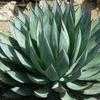 Thumbnail #5 of Agave  by thistlesifter