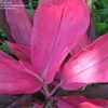 Thumbnail #4 of Cordyline fruticosa by atisch