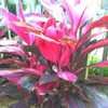 Thumbnail #3 of Cordyline fruticosa by LuvMyGreen