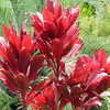 Thumbnail #5 of Cordyline fruticosa by atisch