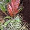 Thumbnail #2 of Chambeyronia macrocarpa by palmbob