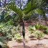 Thumbnail #1 of Chambeyronia macrocarpa by palmbob