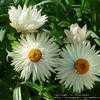 Thumbnail #1 of Xerochrysum bracteatum by Floridian