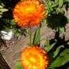 Thumbnail #4 of Xerochrysum bracteatum by yvana