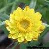 Thumbnail #2 of Xerochrysum bracteatum by Floridian