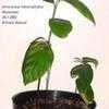 Thumbnail #3 of Artocarpus heterophyllus by Evert
