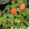 Thumbnail #3 of Abutilon pictum by Debby