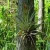 Thumbnail #2 of Tillandsia fasciculata by Floridian