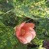 Thumbnail #4 of Abutilon pictum by poppysue