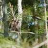 Thumbnail #3 of Tillandsia fasciculata by Floridian