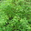 Thumbnail #3 of Lippia graveolens by budgielover