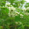 Thumbnail #2 of Lippia graveolens by budgielover