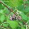 Thumbnail #4 of Lippia graveolens by budgielover
