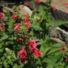Thumbnail #5 of Salvia coccinea by DaylilySLP