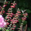 Thumbnail #2 of Salvia coccinea by Marilynbeth