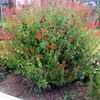 Thumbnail #3 of Salvia coccinea by nbgard