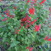 Thumbnail #4 of Salvia coccinea by Marilynbeth