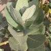 Thumbnail #4 of Calotropis procera by Xenomorf