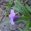 Thumbnail #1 of Ruellia tweediana by captphill