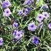 Thumbnail #4 of Ruellia tweediana by deborahsongs