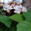 Thumbnail #4 of Clerodendrum chinense by mgarr