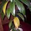 Thumbnail #3 of Cordyline fruticosa by Dimmer