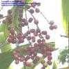 Thumbnail #2 of Cordyline fruticosa by bermudiana