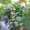 Thumbnail #5 of Cordyline fruticosa by BayAreaTropics