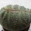 Thumbnail #2 of Euphorbia obesa by albleroy