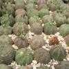 Thumbnail #3 of Euphorbia obesa by palmbob