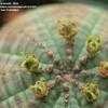 Thumbnail #4 of Euphorbia obesa by EricInSF