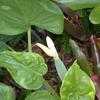 Thumbnail #4 of Alocasia cucullata by MotherNature4