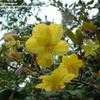 Thumbnail #2 of Ochna serrulata by MotherNature4