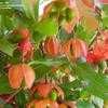 Thumbnail #4 of Ochna serrulata by babalu