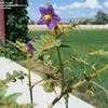 Thumbnail #5 of Solanum pyracanthum by Marleen_K