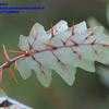 Thumbnail #2 of Solanum pyracanthum by plantrat